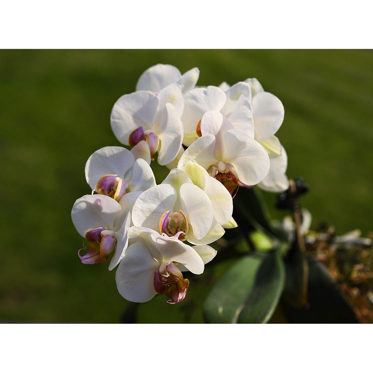 GracieMoo Candles Whisper Spray room and body spray with fresh floral scent, featuring a bouquet of colorful flowers.